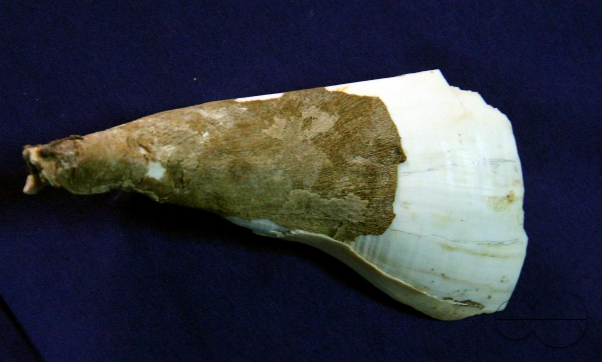 MW153269