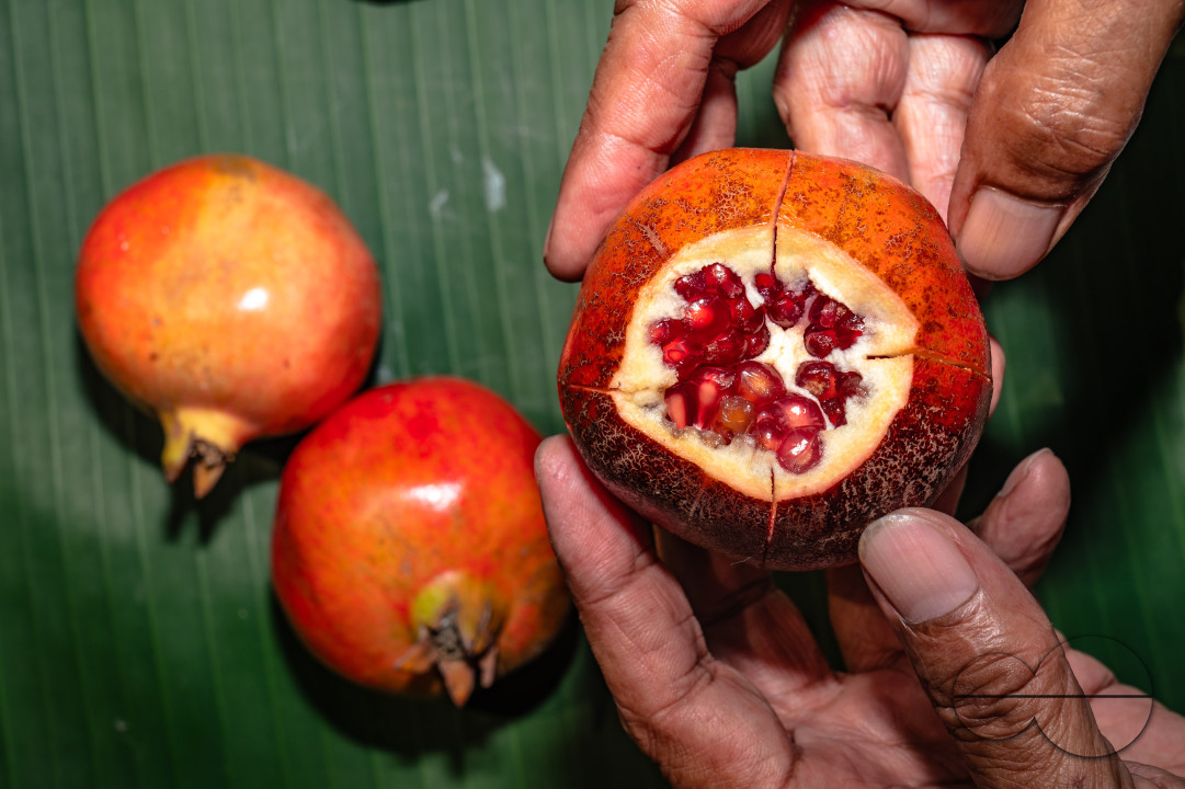 Anar Fruit - Pomegranate - Punica Granatum