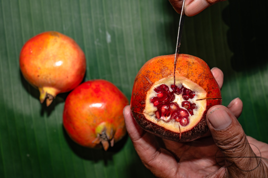 Anar Fruit - Pomegranate - Punica Granatum