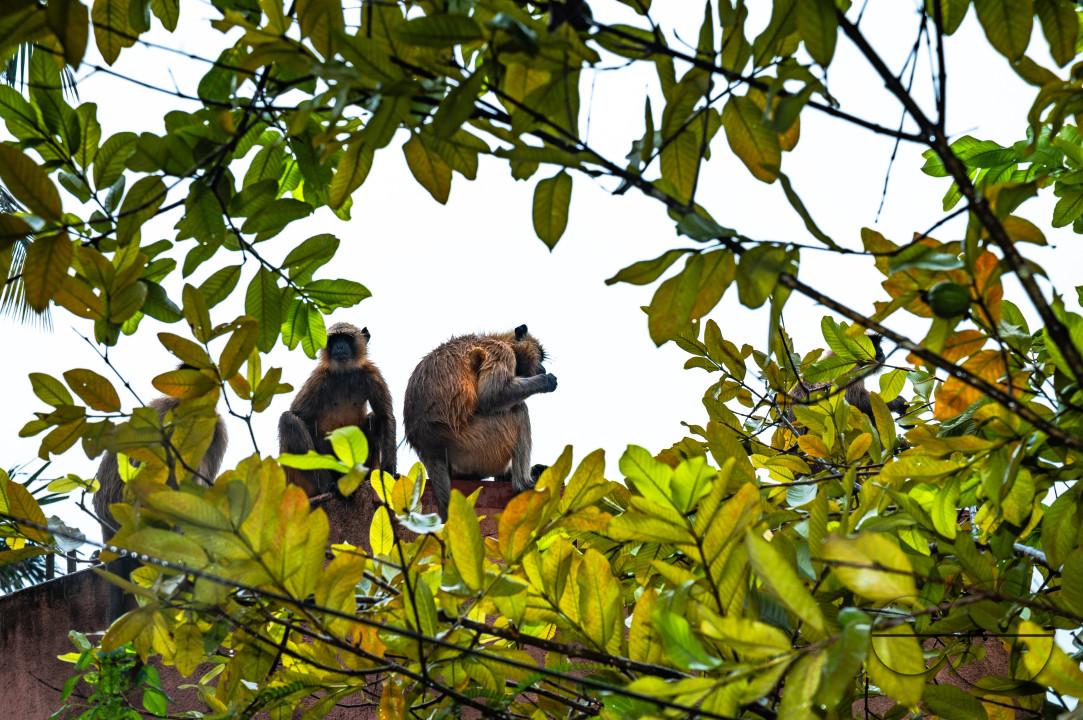 Northern Plains gray langur - Habitat Loss - Vegetable Damage - Heavy monsoon rain