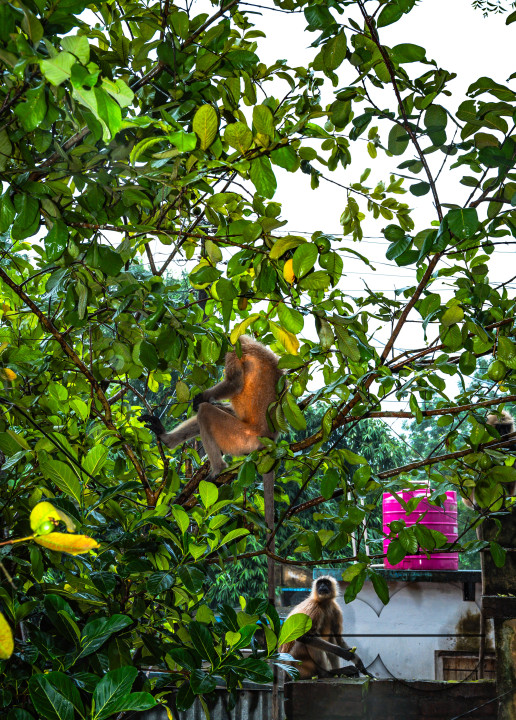 Northern Plains gray langur - Habitat Loss - Vegetable Damage - Heavy monsoon rain