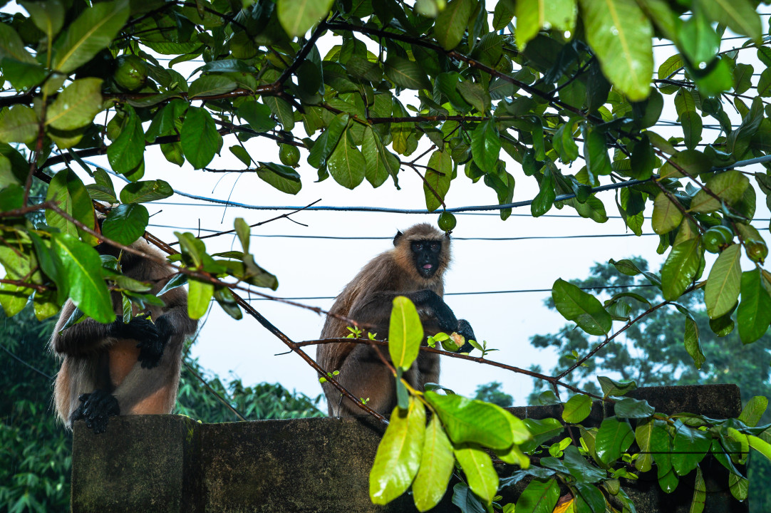 Northern Plains gray langur - Habitat Loss - Vegetable Damage - Heavy monsoon rain