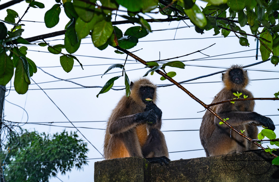 Northern Plains gray langur - Habitat Loss - Vegetable Damage - Heavy monsoon rain