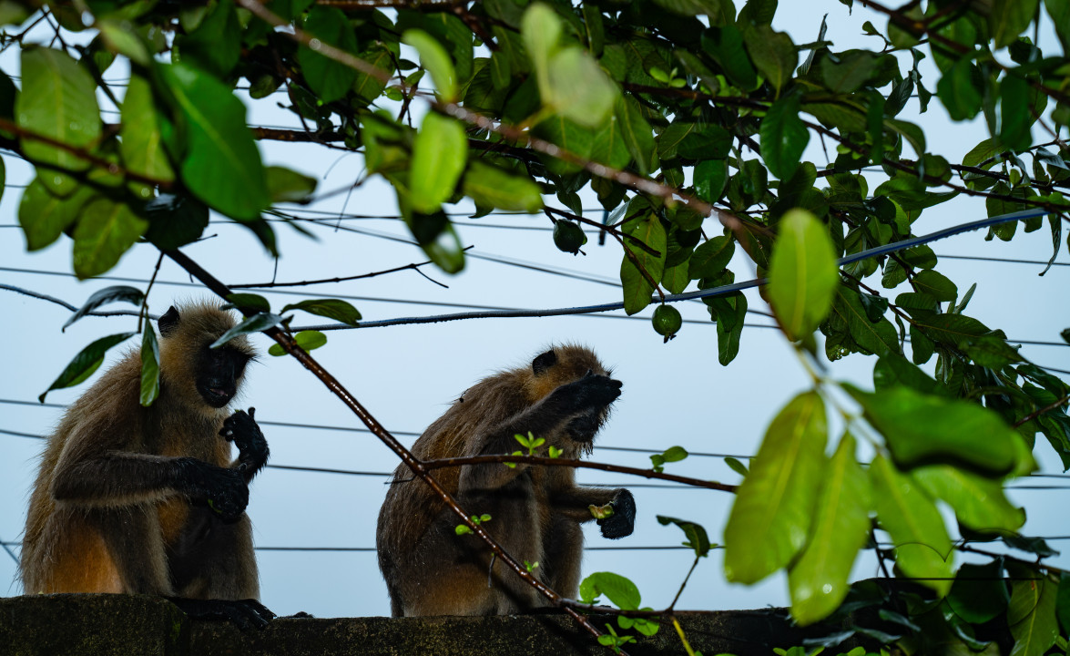 Northern Plains gray langur - Habitat Loss - Vegetable Damage - Heavy monsoon rain