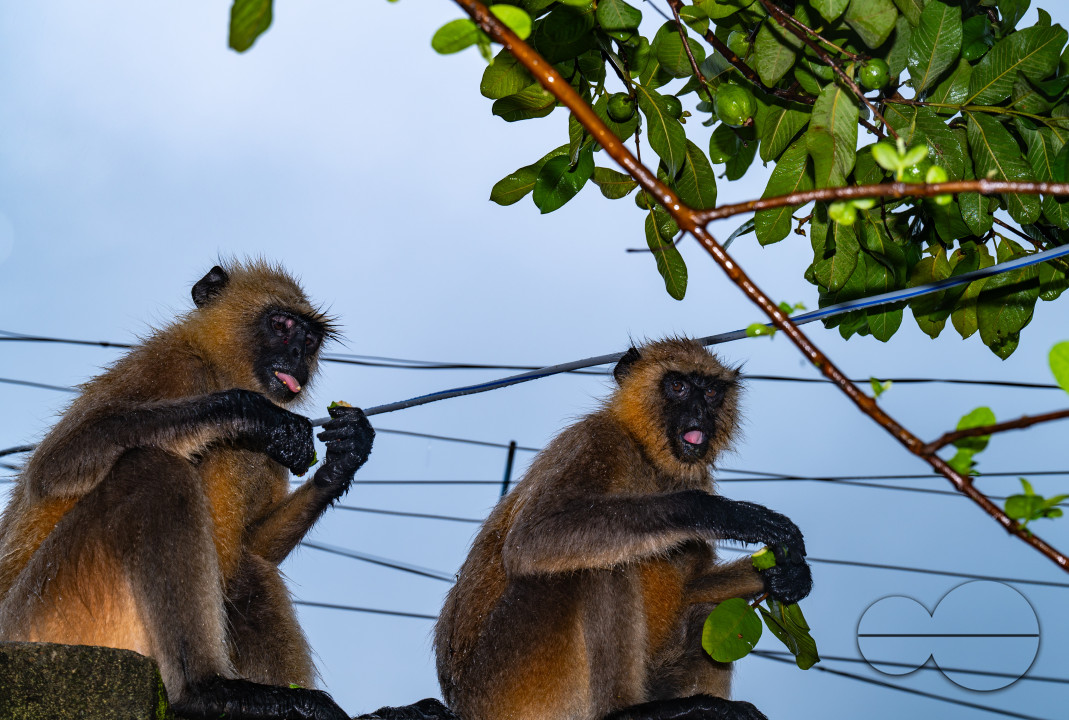 Northern Plains gray langur - Habitat Loss - Vegetable Damage - Heavy monsoon rain