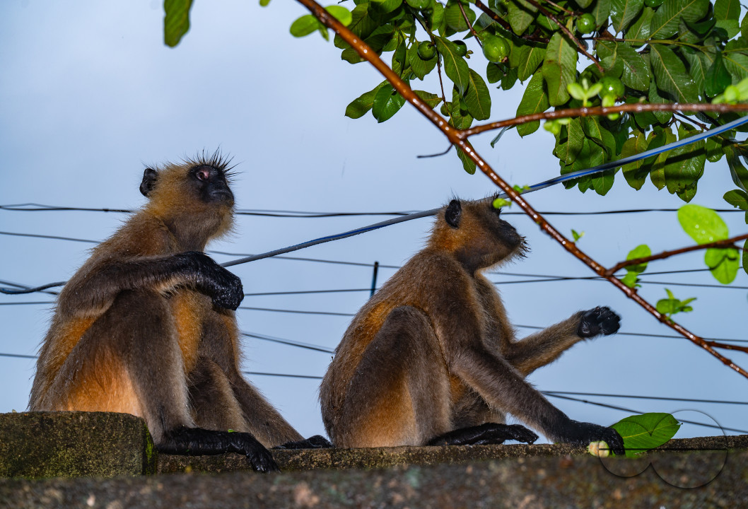 Northern Plains gray langur - Habitat Loss - Vegetable Damage - Heavy monsoon rain