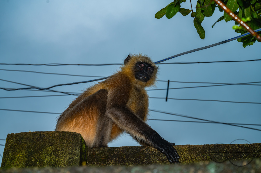 Northern Plains gray langur - Habitat Loss - Vegetable Damage - Heavy monsoon rain