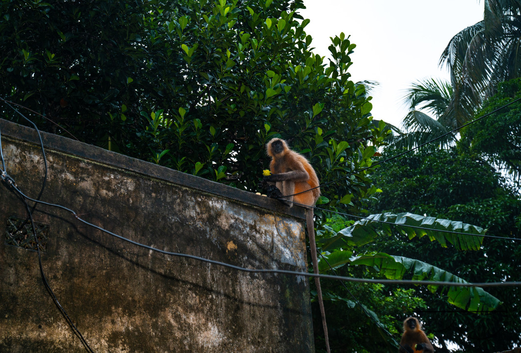 Northern Plains gray langur - Habitat Loss - Vegetable Damage - Heavy monsoon rain