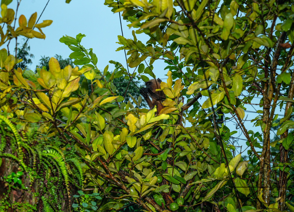 Northern Plains gray langur - Habitat Loss - Vegetable Damage - Heavy monsoon rain