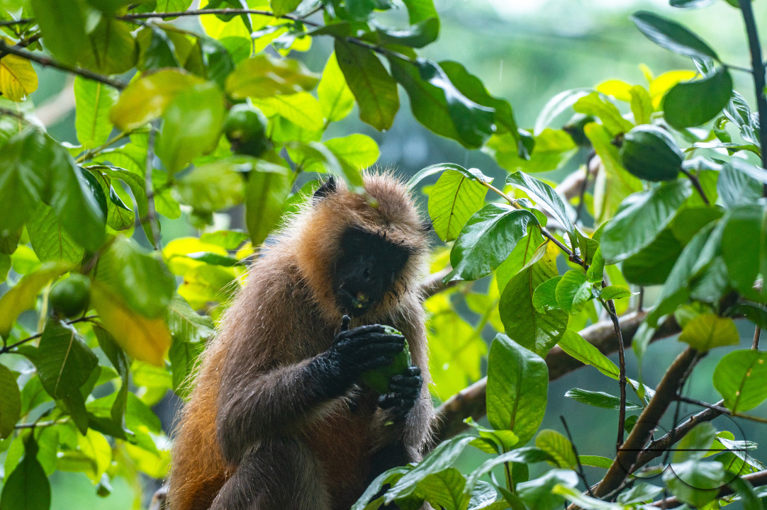 Northern Plains gray langur - Habitat Loss - Vegetable Damage - Heavy monsoon rain
