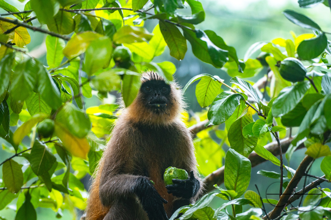 Northern Plains gray langur - Habitat Loss - Vegetable Damage - Heavy monsoon rain