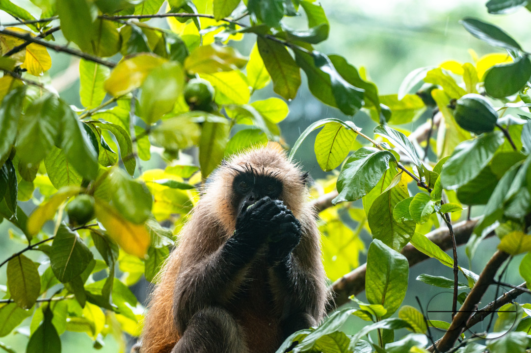Northern Plains gray langur - Habitat Loss - Vegetable Damage - Heavy monsoon rain