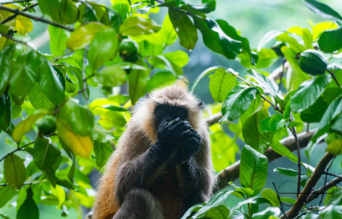 Northern Plains gray langur - Habitat Loss - Vegetable Damage - Heavy monsoon rain