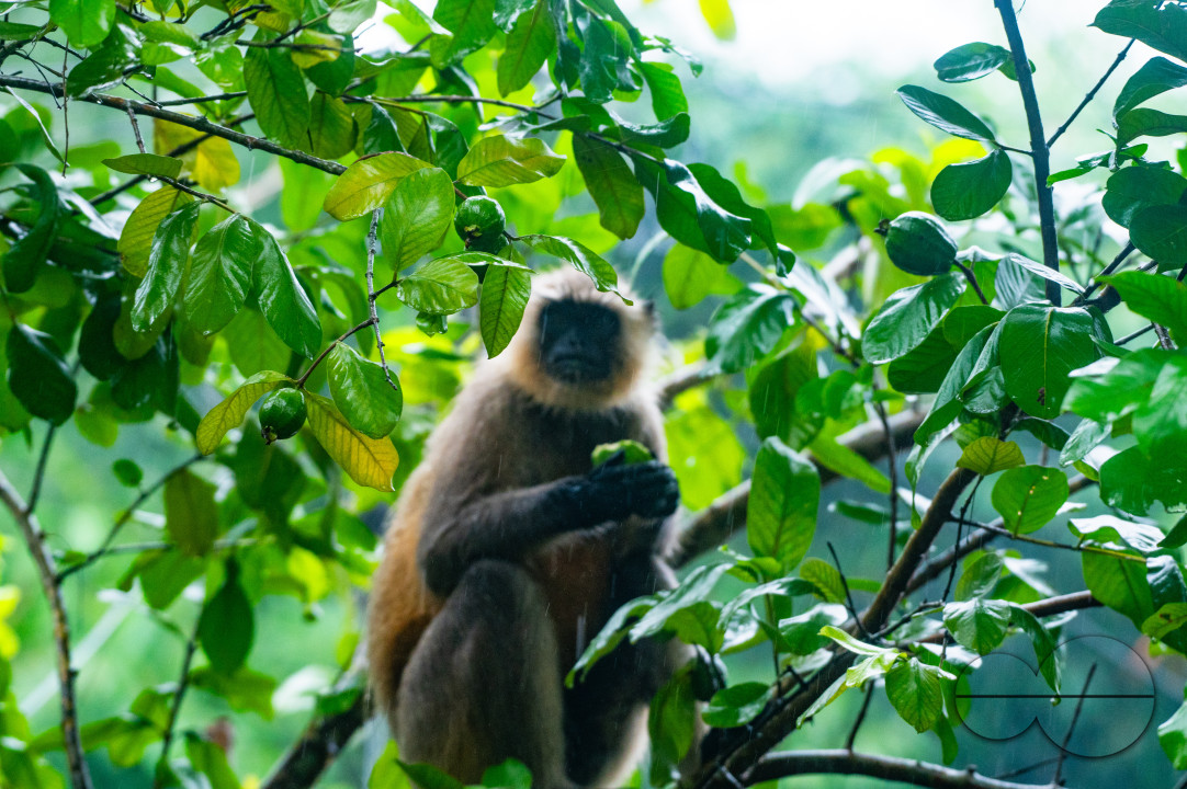 Northern Plains gray langur - Habitat Loss - Vegetable Damage - Heavy monsoon rain