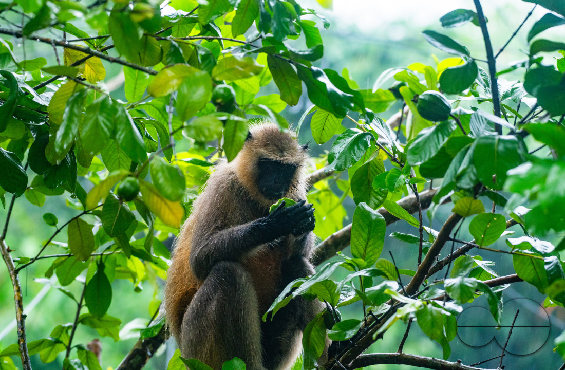 Northern Plains gray langur - Habitat Loss - Vegetable Damage - Heavy monsoon rain
