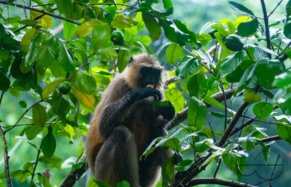 Northern Plains gray langur - Habitat Loss - Vegetable Damage - Heavy monsoon rain