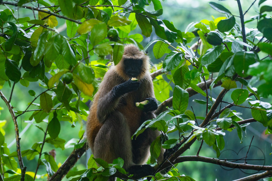 Northern Plains gray langur - Habitat Loss - Vegetable Damage - Heavy monsoon rain