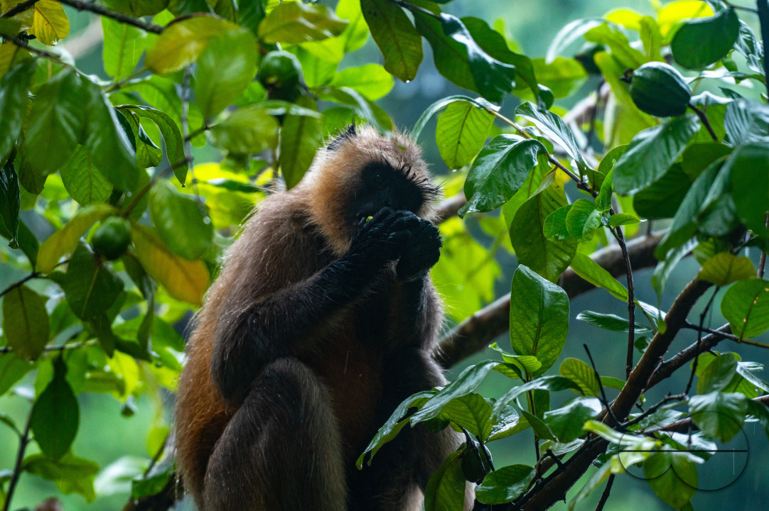 Northern Plains gray langur - Habitat Loss - Vegetable Damage - Heavy monsoon rain