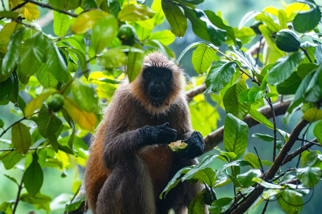 Northern Plains gray langur - Habitat Loss - Vegetable Damage - Heavy monsoon rain