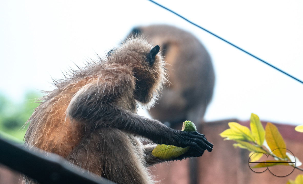 Northern Plains gray langur - Habitat Loss - Vegetable Damage - Heavy monsoon rain