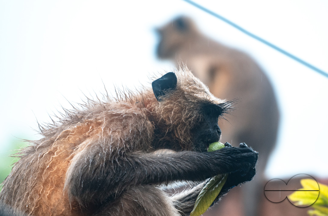 Northern Plains gray langur - Habitat Loss - Vegetable Damage - Heavy monsoon rain