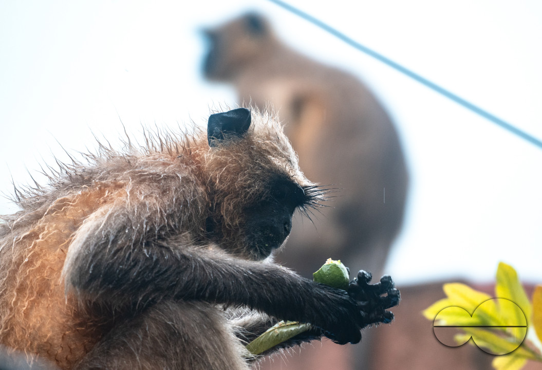 Northern Plains gray langur - Habitat Loss - Vegetable Damage - Heavy monsoon rain