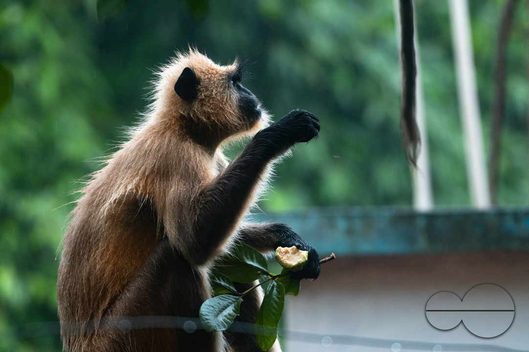 Northern Plains gray langur - Habitat Loss - Vegetable Damage - Heavy monsoon rain