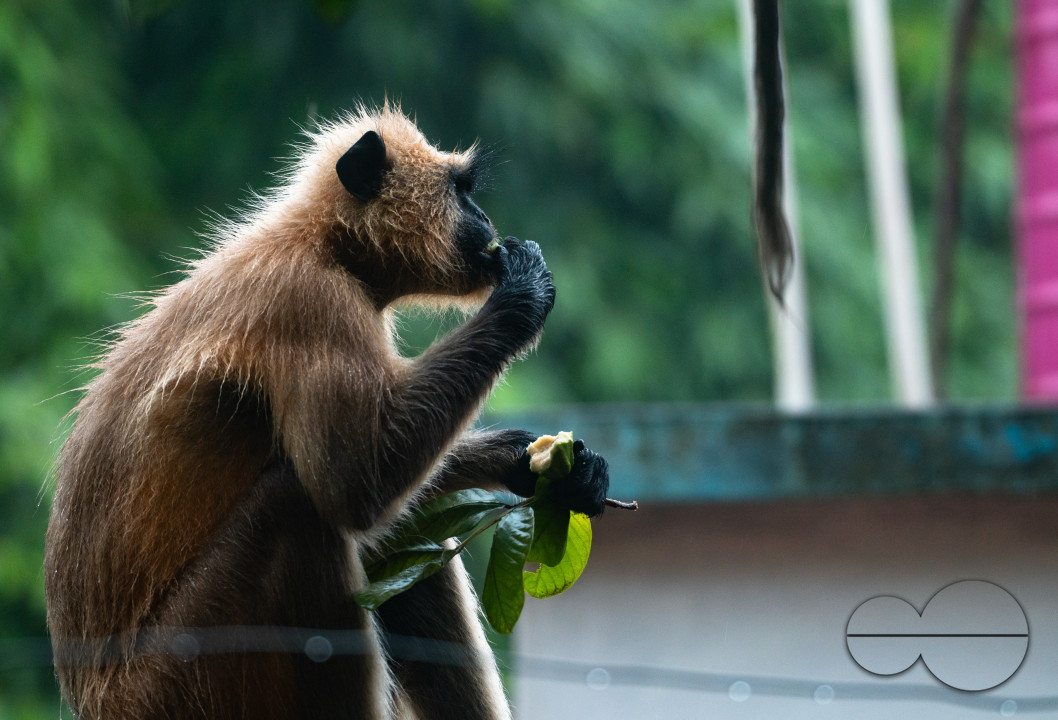 Northern Plains gray langur - Habitat Loss - Vegetable Damage - Heavy monsoon rain