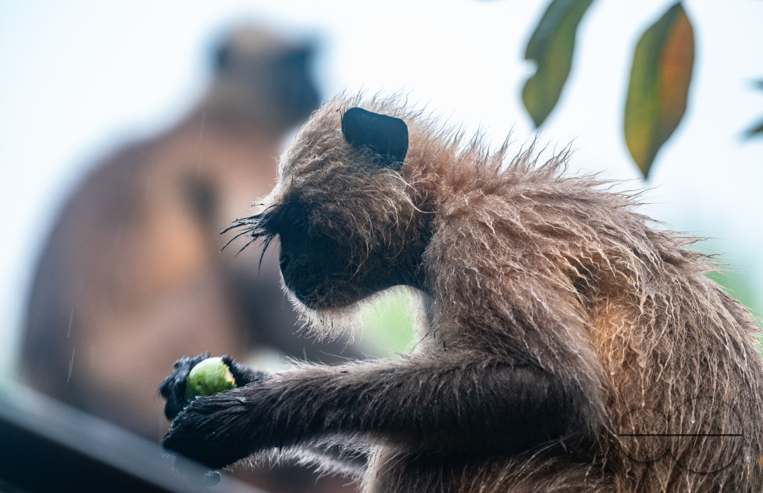 Northern Plains gray langur - Habitat Loss - Vegetable Damage - Heavy monsoon rain