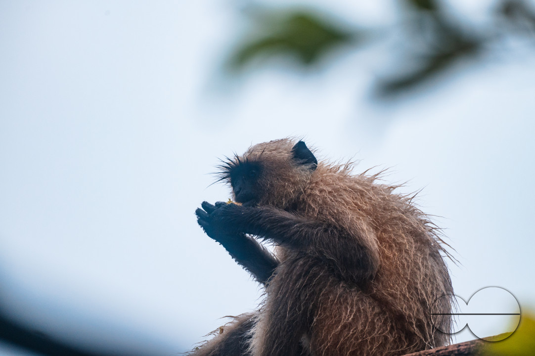 Northern Plains gray langur - Habitat Loss - Vegetable Damage - Heavy monsoon rain