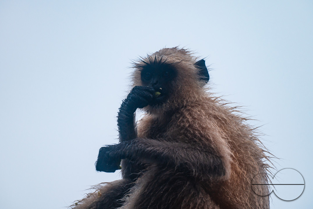 Northern Plains gray langur - Habitat Loss - Vegetable Damage - Heavy monsoon rain