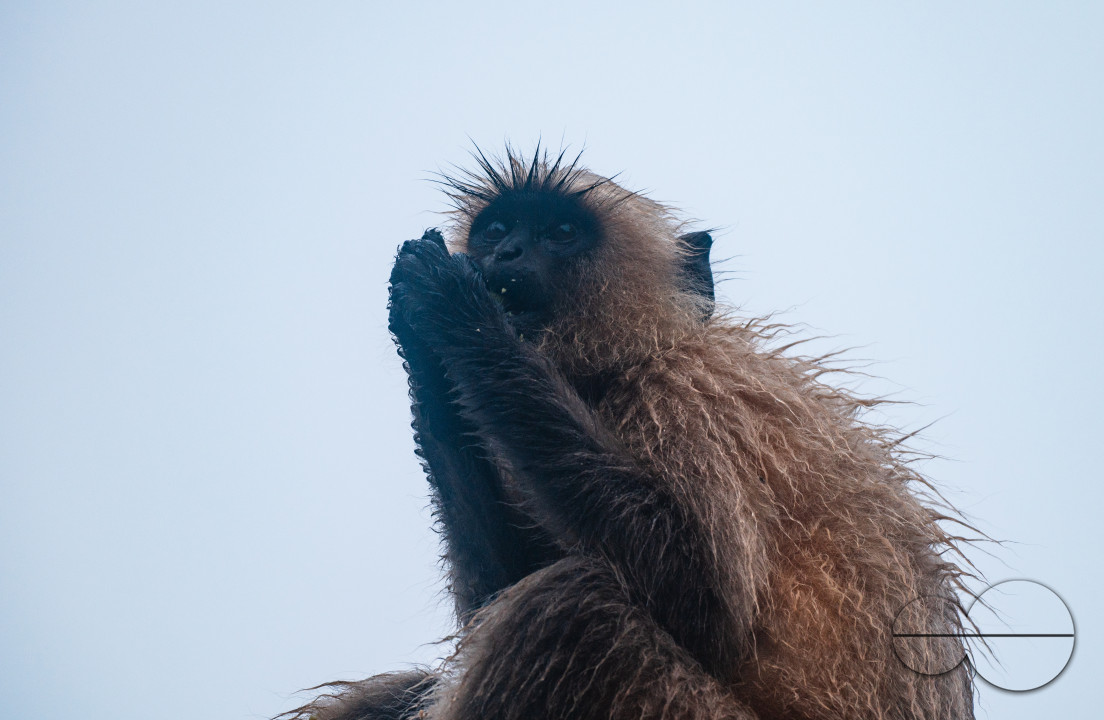 Northern Plains gray langur - Habitat Loss - Vegetable Damage - Heavy monsoon rain