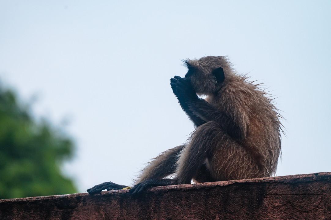 Northern Plains gray langur - Habitat Loss - Vegetable Damage - Heavy monsoon rain