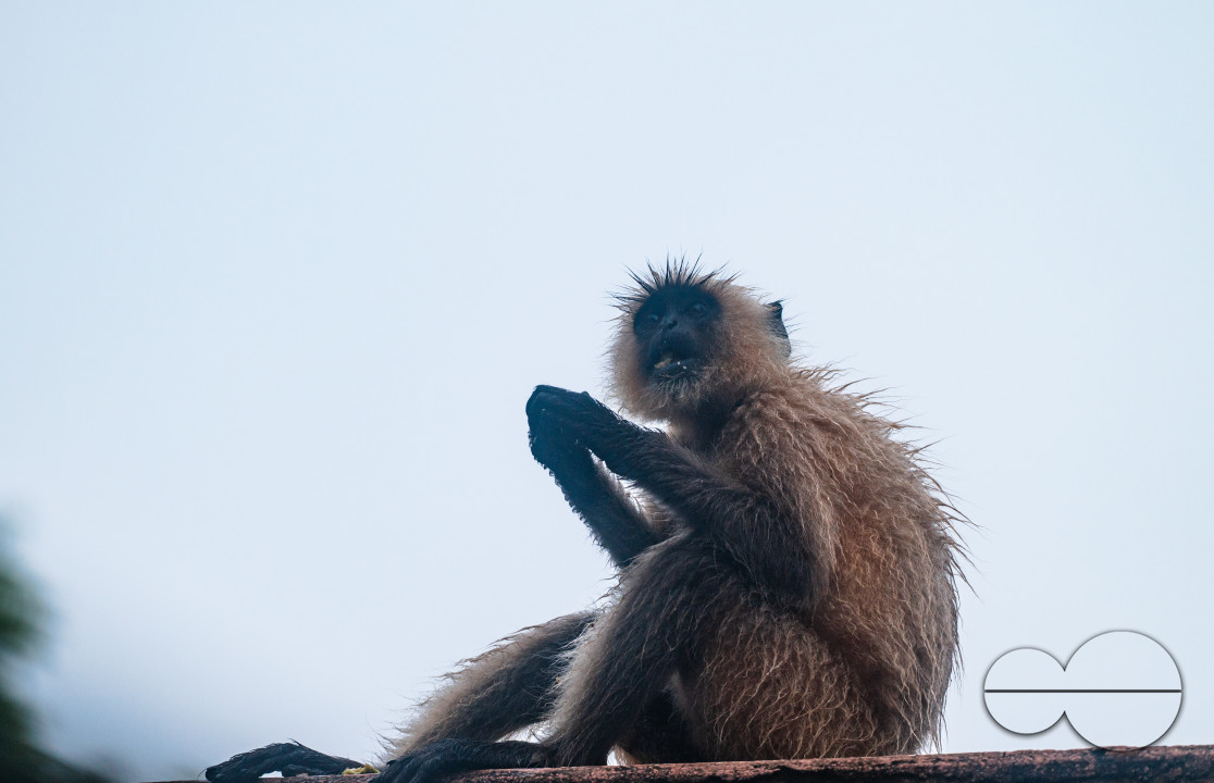 Northern Plains gray langur - Habitat Loss - Vegetable Damage - Heavy monsoon rain
