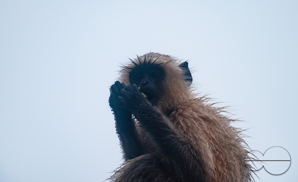 Northern Plains gray langur - Habitat Loss - Vegetable Damage - Heavy monsoon rain