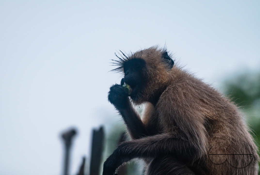 Northern Plains gray langur - Habitat Loss - Vegetable Damage - Heavy monsoon rain