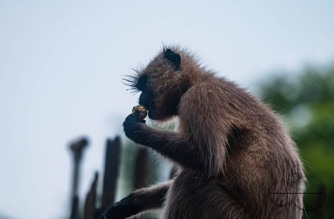 Northern Plains gray langur - Habitat Loss - Vegetable Damage - Heavy monsoon rain