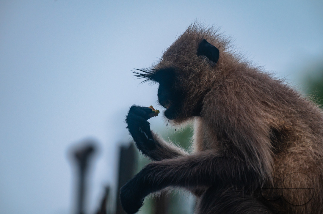 Northern Plains gray langur - Habitat Loss - Vegetable Damage - Heavy monsoon rain