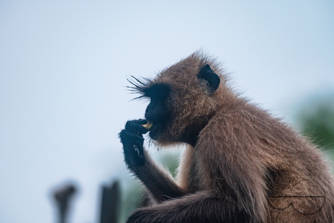 Northern Plains gray langur - Habitat Loss - Vegetable Damage - Heavy monsoon rain