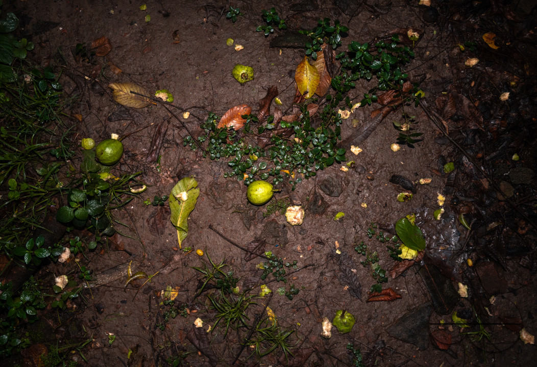Northern Plains gray langur - Habitat Loss - Vegetable Damage - Heavy monsoon rain