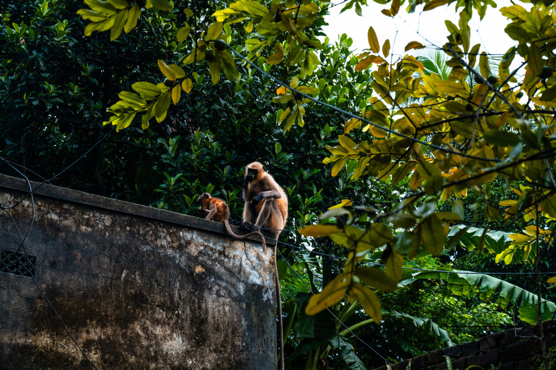Northern Plains gray langur - Habitat Loss - Vegetable Damage - Heavy monsoon rain