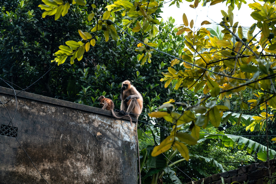 Northern Plains gray langur - Habitat Loss - Vegetable Damage - Heavy monsoon rain
