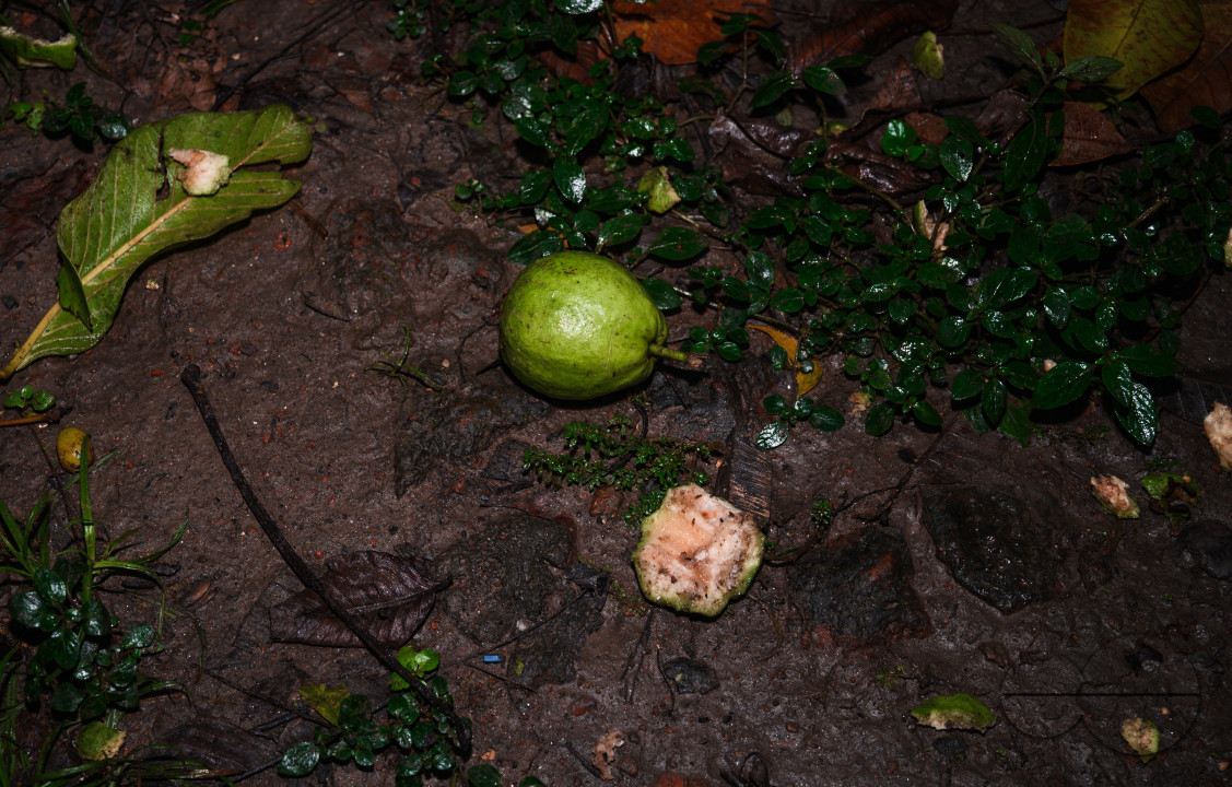 Northern Plains gray langur - Habitat Loss - Vegetable Damage - Heavy monsoon rain