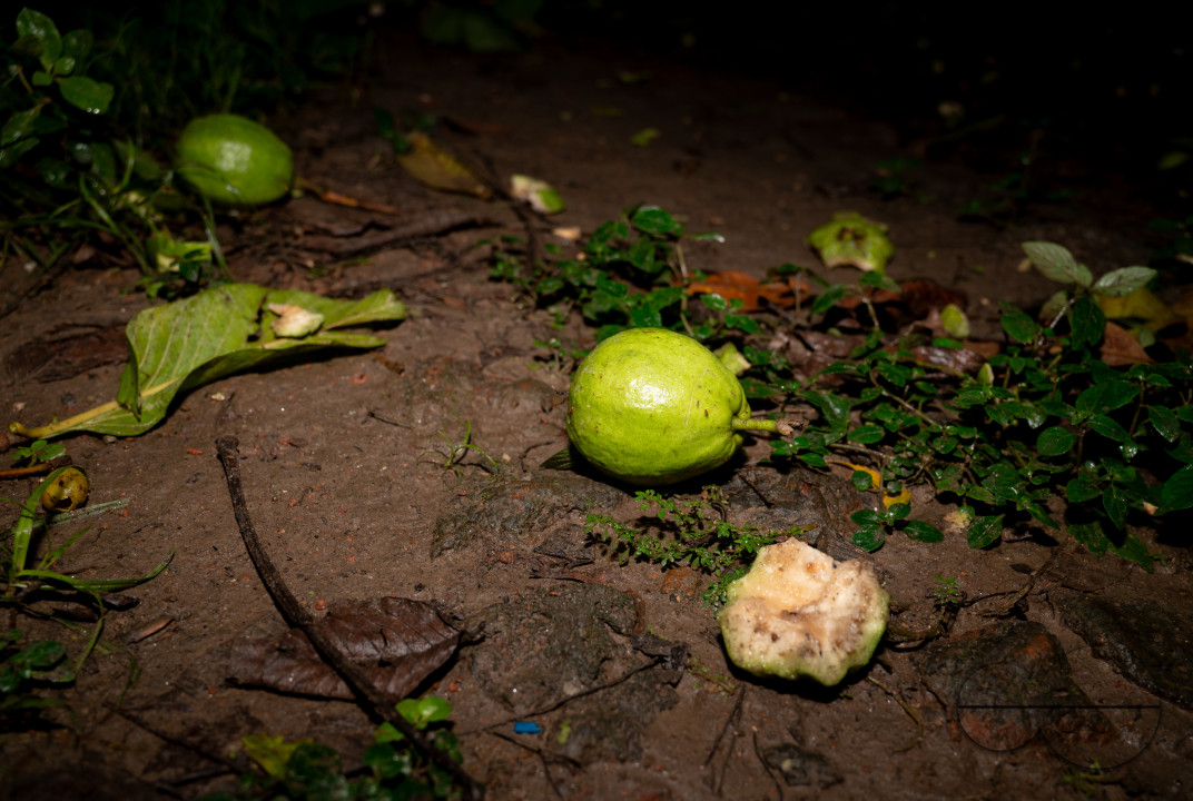 Northern Plains gray langur - Habitat Loss - Vegetable Damage - Heavy monsoon rain