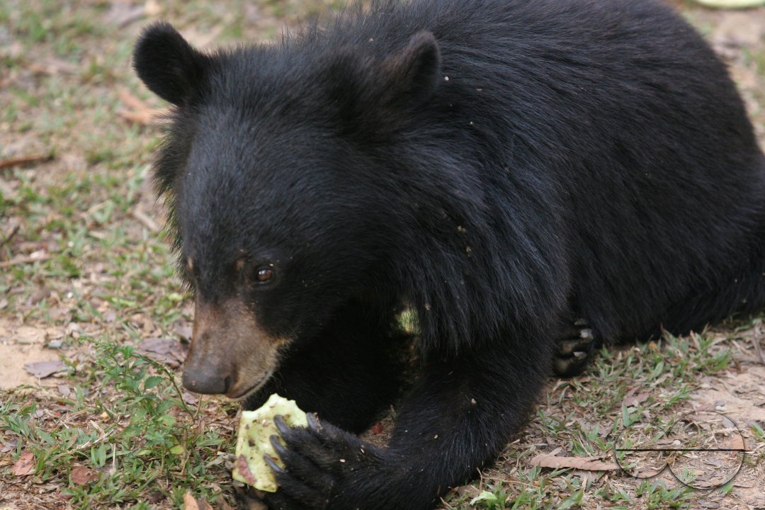 Wild Life