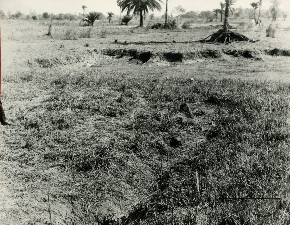 MWC008398