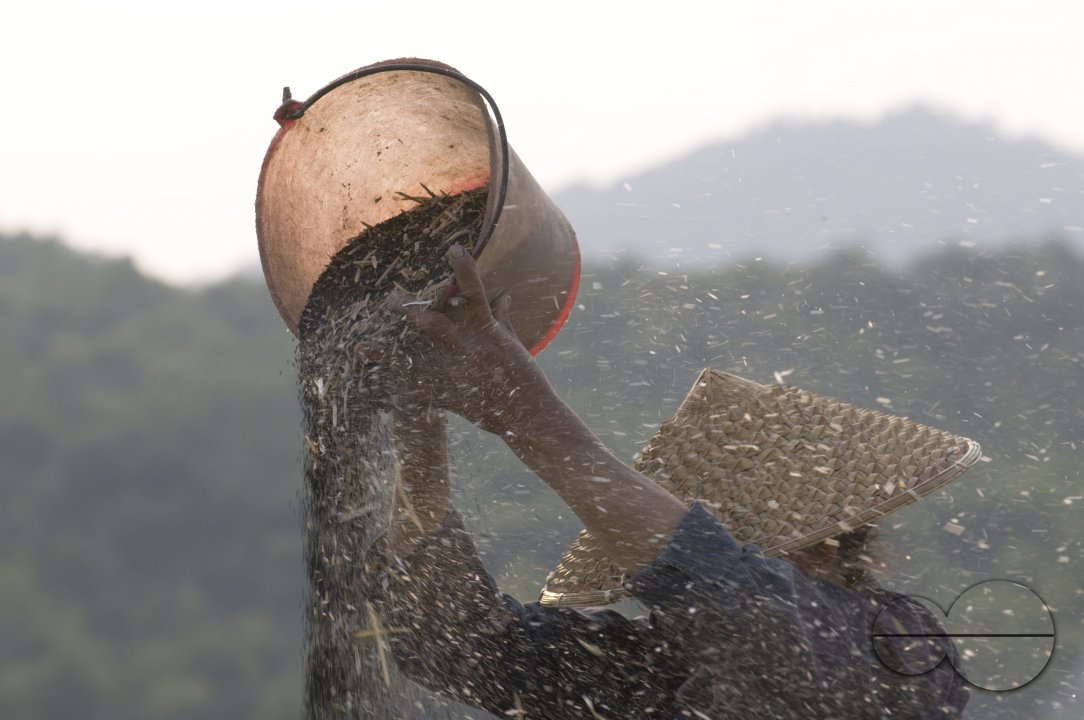 CHINA Peasants sorting out grain during harvest time in Yunnan province.