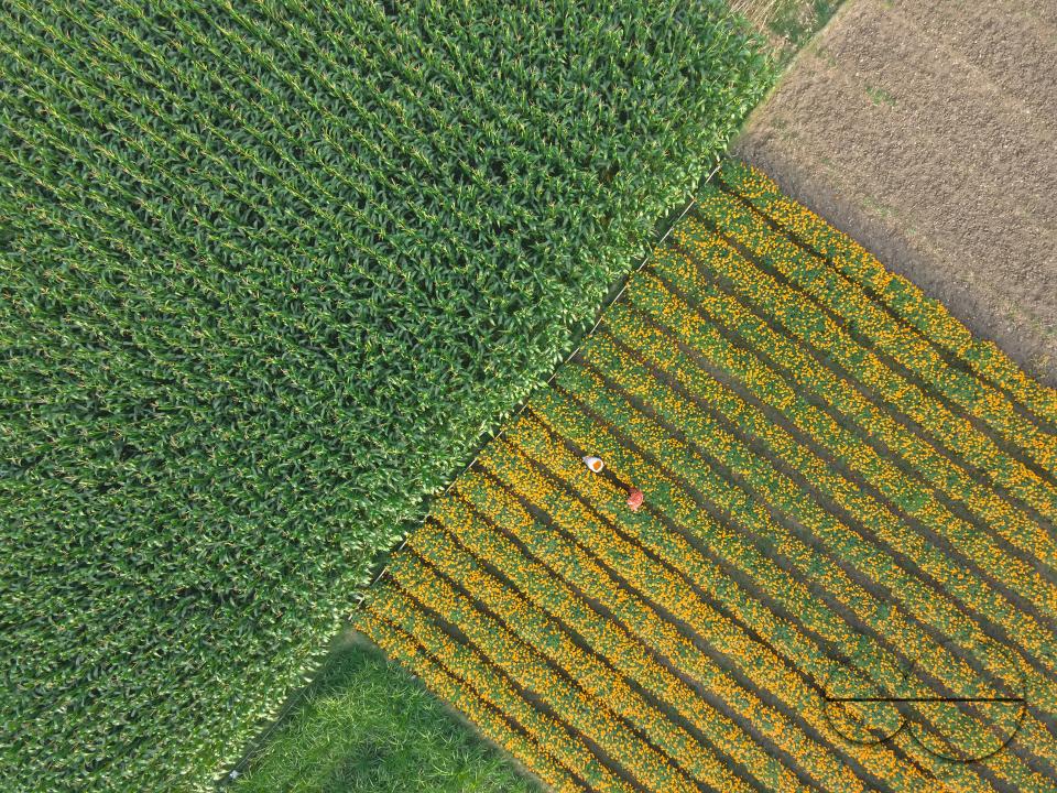 Marigold flowers at a flower garden in Jhikargacha upazila of Godkhali Union of Jessore