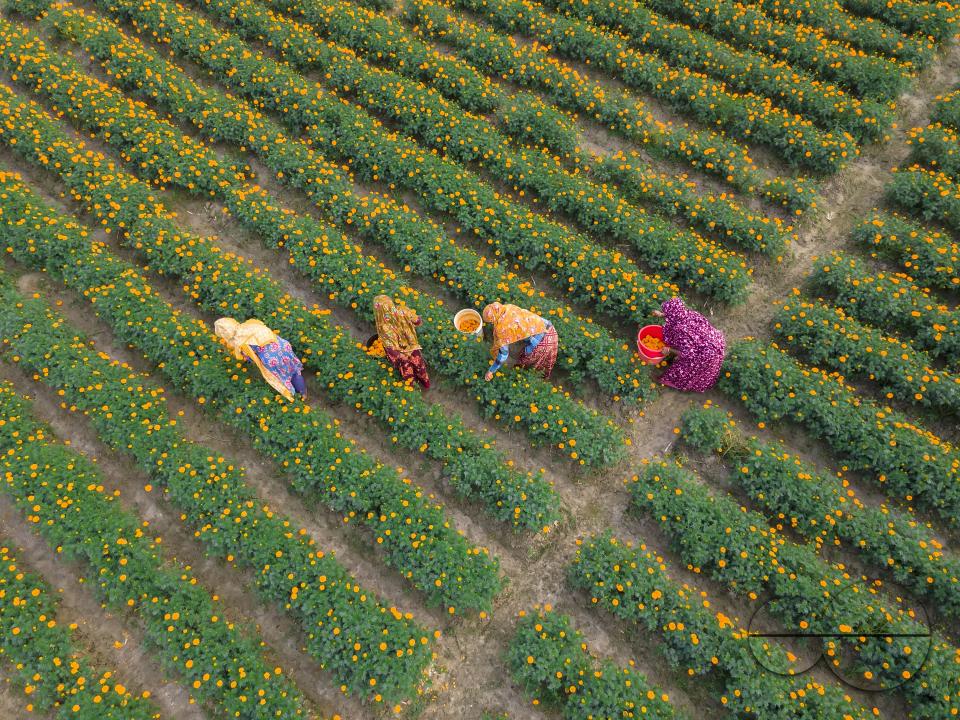 Marigold flowers at a flower garden in Jhikargacha upazila of Godkhali Union of Jessore