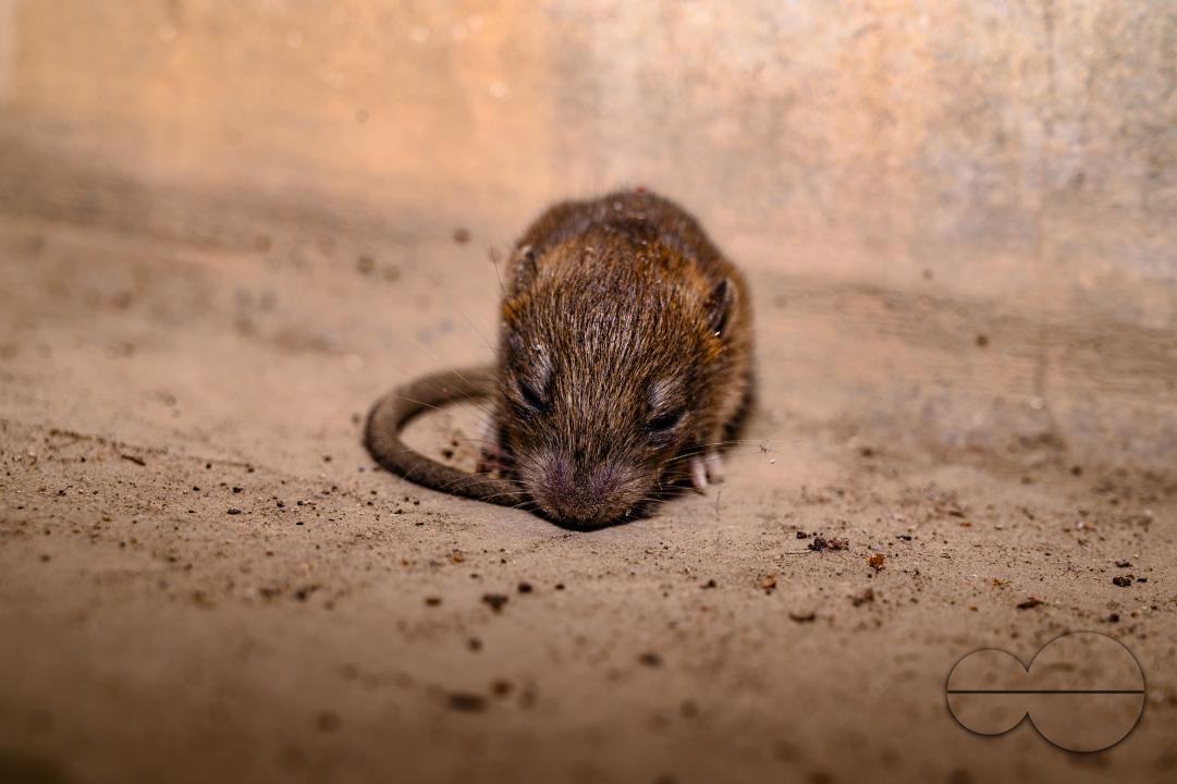 A sick house mouse rests under the stairs at Tehatta